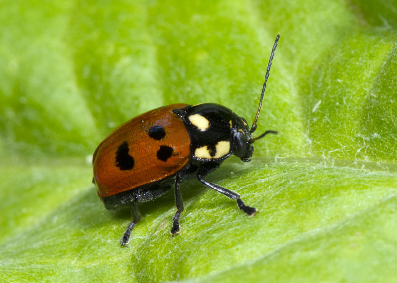 Chrysomelidae: Cryptocephalus tricolor